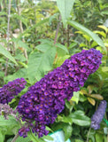BUDDLEIA 14CM