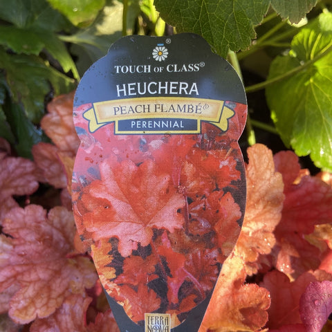HEUCHERA PEACH FLAME 17CM