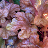 HEUCHERA PEACH FLAME 17CM