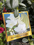 AZALEA WHITE DRAGON 20CM