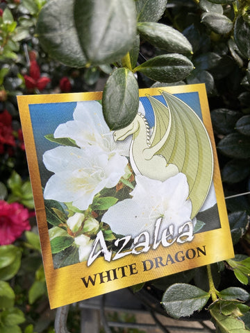 AZALEA WHITE DRAGON 20CM