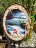 LUCKY BAMBOO E