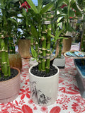 LUCKY BAMBOO E