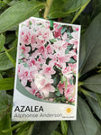 AZALEA ALPHONSE ANDERSON 25CM
