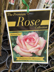 ROSE STANDARD PRINCESS DE MONACO 2FT