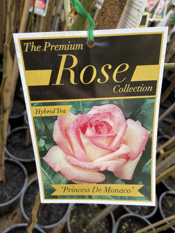 ROSE STANDARD PRINCESS DE MONACO 2FT