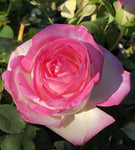 ROSE STANDARD PRINCESS DE MONACO 2FT