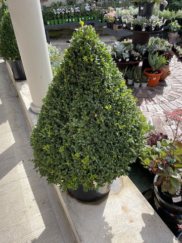 buxus sempervirens topiary