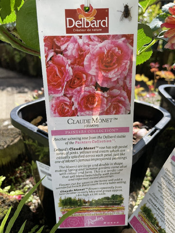 ROSE DELBARD CLAUDE MONET 20CM