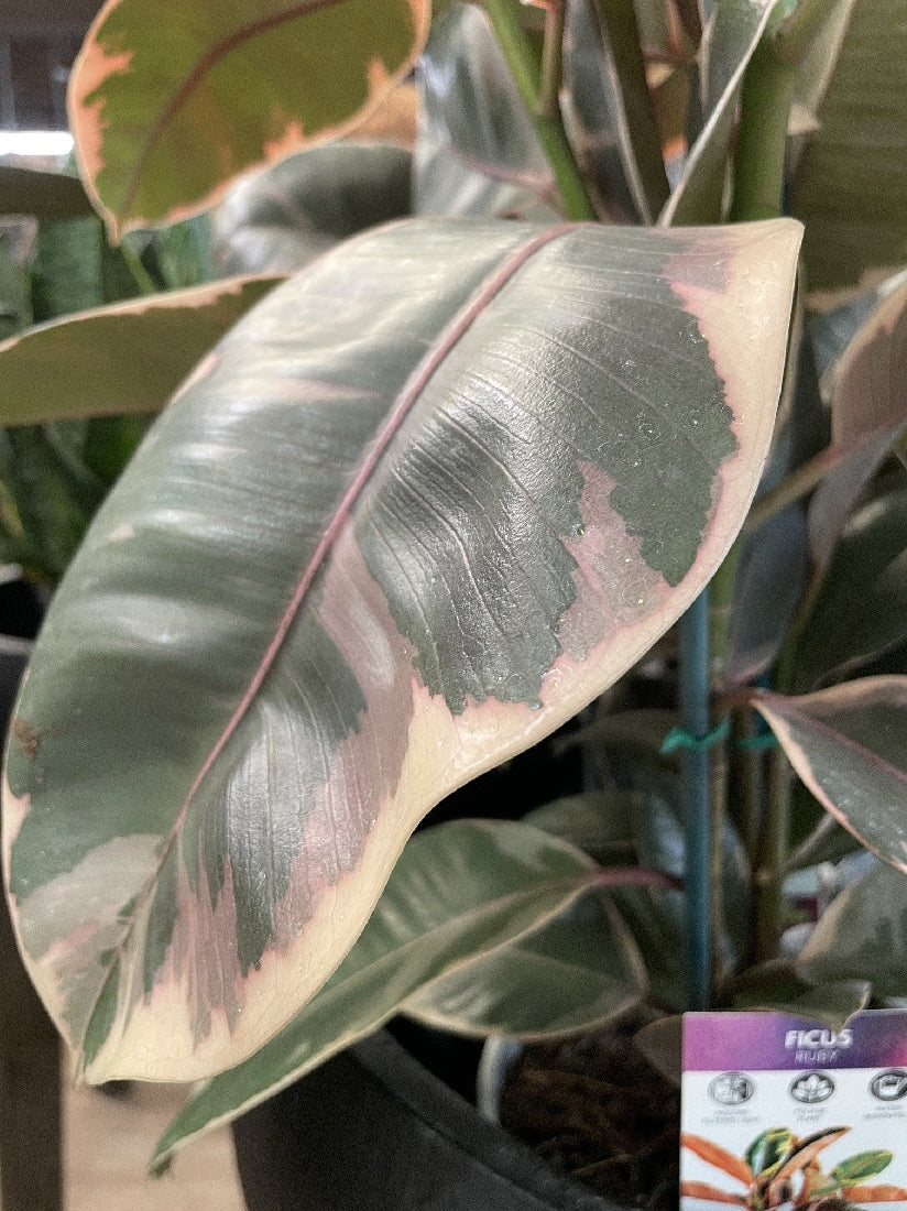 FICUS RUBY 25CM – Poyntons Nursery