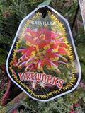 GREVILLEA FIREWORKS 20CM