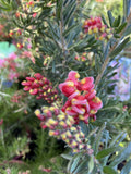 GREVILLEA FIREWORKS 20CM