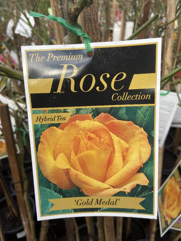 ROSE STANDARD 3FT GOLD MEDAL 20CM