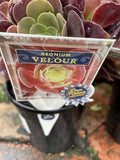 AEONIUM VELOUR 14CM