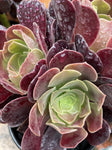 AEONIUM VELOUR 14CM