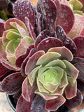 AEONIUM VELOUR 14CM