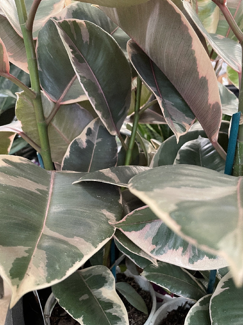 FICUS RUBY 20CM – Poyntons Nursery
