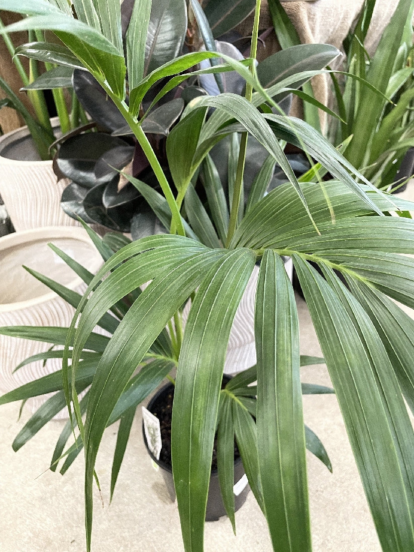 HOWEA FORSTERIANA 20CM – Poyntons Nursery