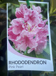 RHODODENDRON PINK PEARL 25CM