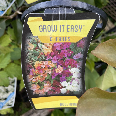 BOUGAINVILLEA 14CM