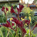 ANIGOZANTHOS KANGAROO PAW BUSH FURY 14CM