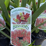 ANIGOZANTHOS KANGAROO PAW BUSH FURY 14CM