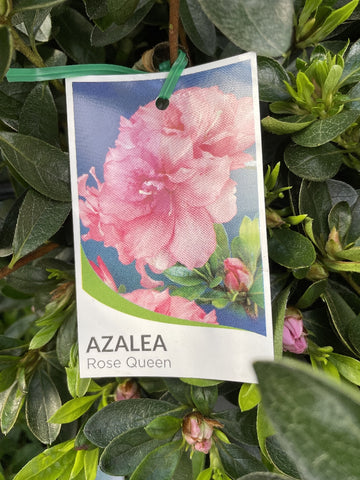 AZALEA ROSE QUEEN 17.5CM