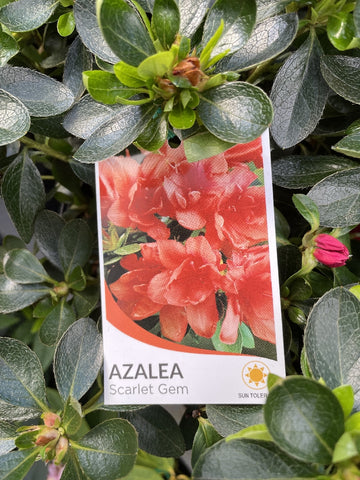 AZALEA SCARLET GEM 17.5CM
