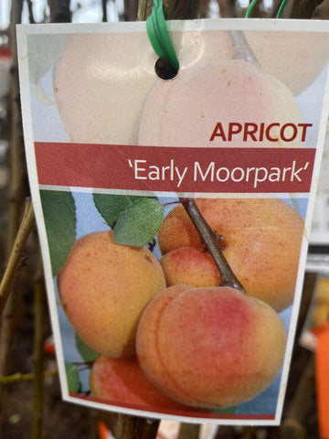 APRICOT EARLY MOORPARK BARE ROOT