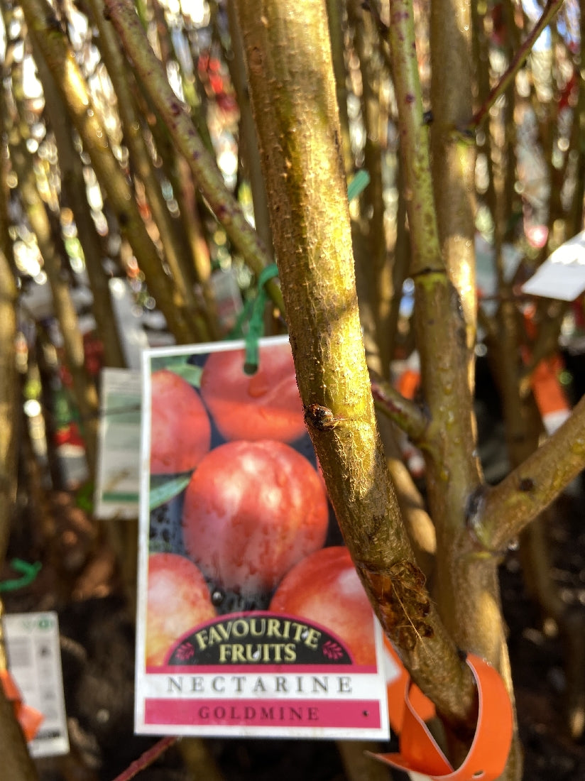 NECTARINE GOLDMINE BARE ROOT Poyntons Nursery