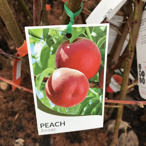 PEACH ANZAC BARE ROOT