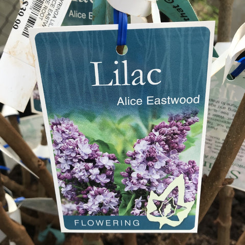 SYRINGA LILAC ALICE EASTWOOD BARE ROOT