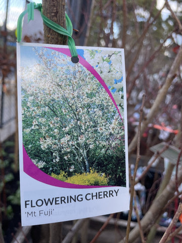 PRUNUS MT FUJI BARE ROOT