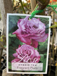 ROSE STANDARD 3FT FRAGRANT PLUM 20CM