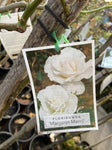 ROSA STANDARD MARGARET MERRILL 3FT BARE ROOT