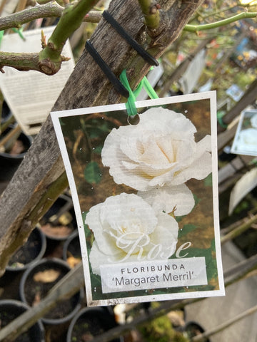 ROSA STANDARD MARGARET MERRILL 3FT BARE ROOT