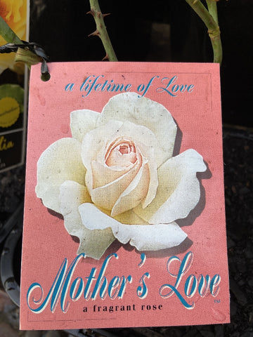 ROSA STANDARD MOTHERS LOVE 3FT BARE ROOT