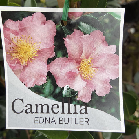 CAMELLIA EDNA BUTLER 20CM