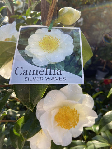 CAMELLIA SILVER WAVE25CM