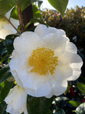 CAMELLIA SILVER WAVE25CM