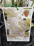 ROSE STANDARD POPE JOHN PAUL II 20CM