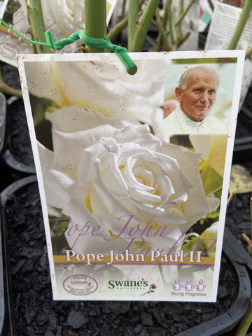 ROSA STANDARD POPE JOHN PAUL II 20CM