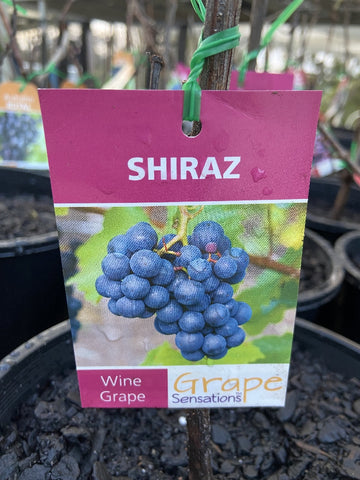 GRAPE SHIRAZ BARE ROOT