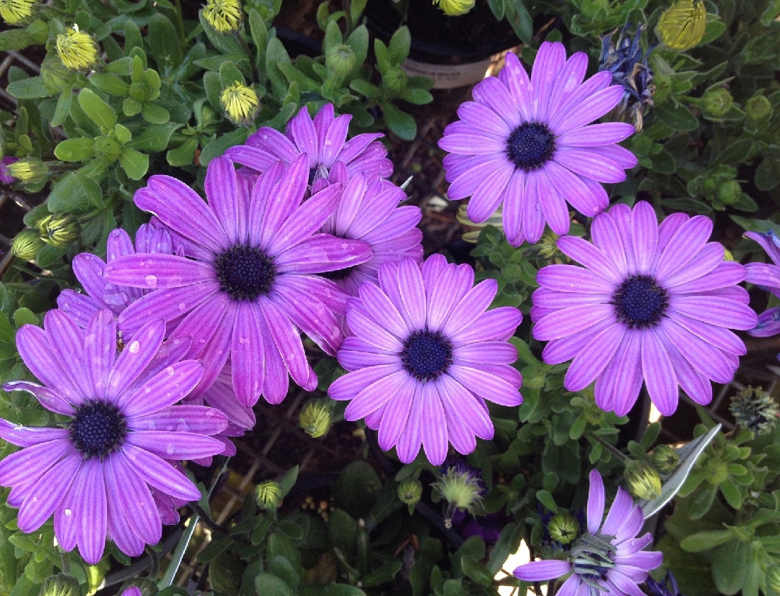 OSTEOSPERMUM POWER PACKED BLUE 14CM – Poyntons Nursery