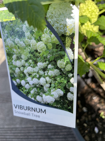 VIBURNUM OPULUS STERILE 25CM