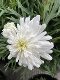 ARGYRANTHEMUM SUPER DUPER WHITE 20CM