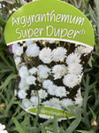 ARGYRANTHEMUM SUPER DUPER WHITE 20CM