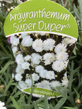 ARGYRANTHEMUM SUPER DUPER WHITE 20CM