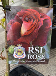 ROSA RSL 20CM