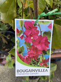 BOUGAINVILLEA MAHATMA GHANDI 20CM